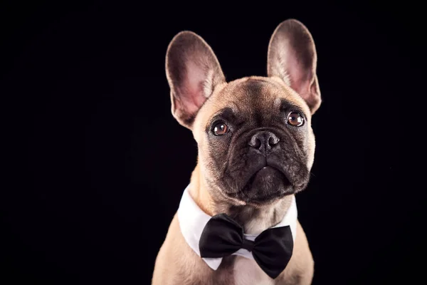 Estúdio Retrato Bulldog Francês Puppy Vestindo Laço Arco Gola Contra — Fotografia de Stock