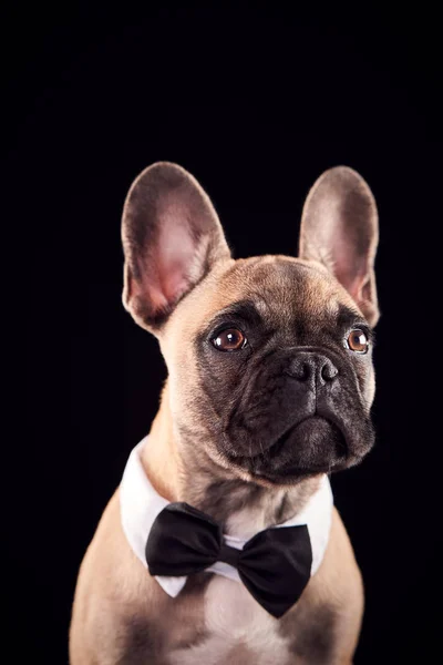 法国斗牛犬犬头戴弓领带 领结黑色背景的演播室肖像 — 图库照片