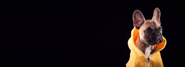 黒を背景にしたフランスのブルドッグパピーのポートレート — ストック写真