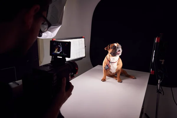 Videógrafo Filmando Bulldog Filhote Cachorro Vestindo Gravata Contra Fundo Preto — Fotografia de Stock