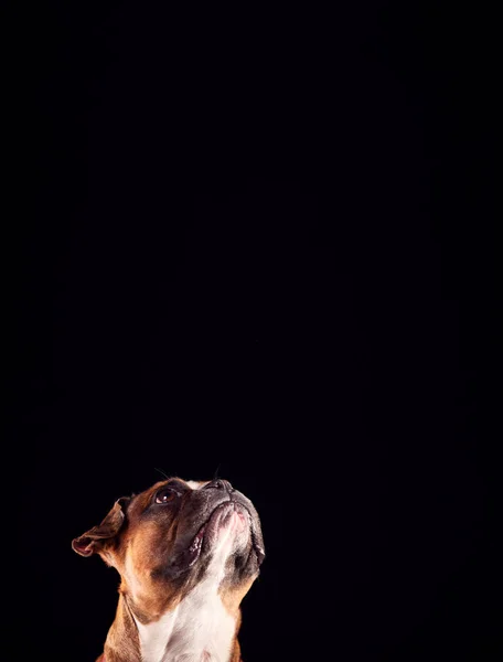 Studio Portret Van Bulldog Puppy Zoek Naar Omhoog Tegen Zwarte — Stockfoto