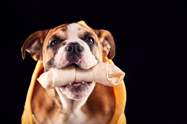 Estúdio Retrato Cachorro Bulldog Com Brinquedo Mastigar Usando Capuz Contra — Fotografia de Stock