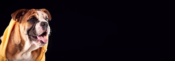 黒を背景にしたブルドッグパピーのスタジオポートレート — ストック写真