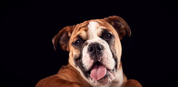 Studioporträt Eines Bulldoggen Welpen Vor Schwarzem Hintergrund — Stockfoto