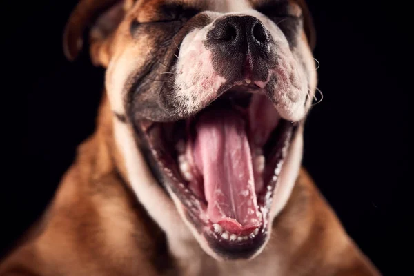 Estúdio Retrato Cachorro Bulldog Com Boca Aberta Contra Fundo Preto — Fotografia de Stock