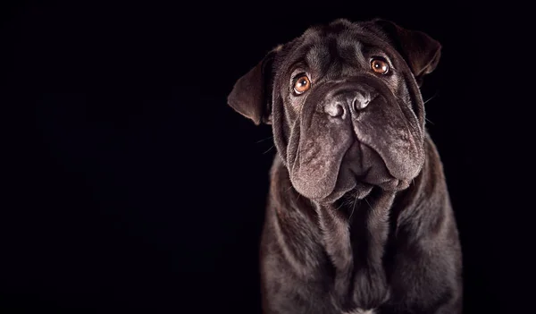 Studio Portret Van Sharpei Puppy Tegen Zwarte Achtergrond — Stockfoto