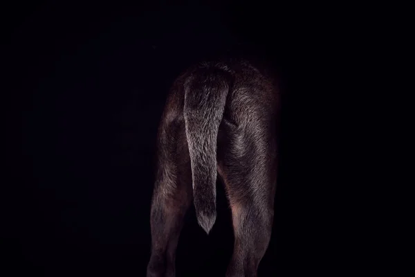 黒を背景に尻尾を見せるシャピーパピーのスタジオ撮影 — ストック写真