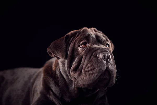 Studio Portret Szczeniaka Sharpei Czarnym Tle — Zdjęcie stockowe