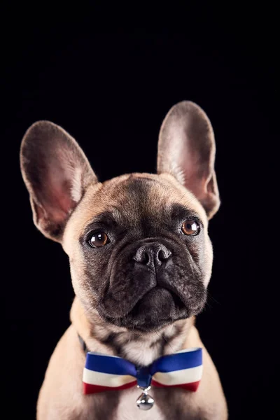 法国斗牛犬犬头戴弓领带 领结黑色背景的演播室肖像 — 图库照片