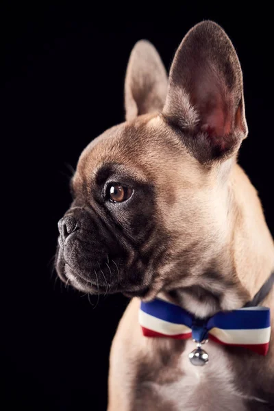 Studioporträt Einer Französischen Bulldogge Mit Fliege Und Kragen Vor Schwarzem — Stockfoto