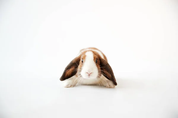 Studio Portrait Miniature Brown White Flop Eared Rabbit Sitting White — Stock Photo, Image