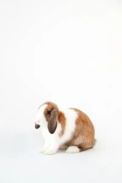 Studio Portrait Miniature Brown White Flop Eared Rabbit Sitting White — Stock Photo, Image