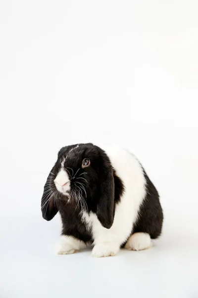 Studio Portrait Miniature Black White Flop Eared Rabbit Sitting White — Stock Photo, Image