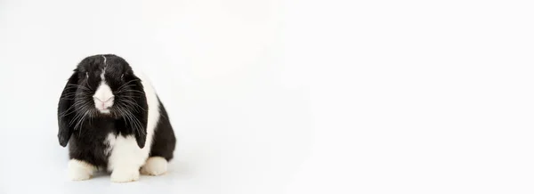 Estúdio Retrato Miniatura Preto Branco Flop Ouvido Coelho Sentado Fundo — Fotografia de Stock