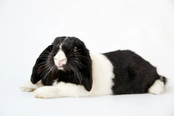 Minyatür Siyah Beyaz Fiyakalı Tavşan Stüdyo Portresi Beyaz Arkaplanda Yatıyor — Stok fotoğraf