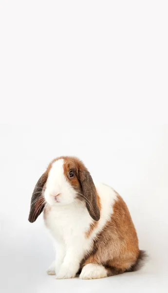 Studioporträt Zweier Schwarzweißer Flop Hasen Auf Weißem Hintergrund — Stockfoto