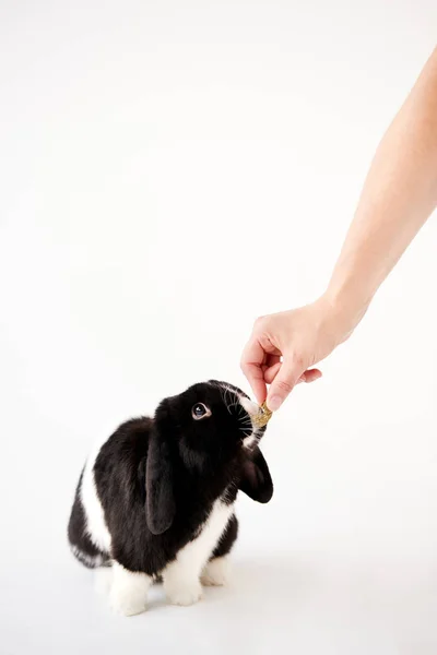 Elle Beslenen Minyatür Siyah Beyaz Fiyakalı Kulaklı Tavşan Beyaz Arkaplan — Stok fotoğraf