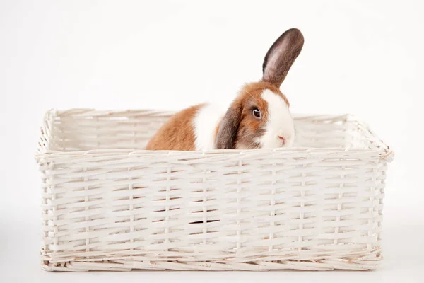 Studio Shot Miniaturowe Brązowe Białe Klapki Eared Rabbit Siedzi Łóżku — Zdjęcie stockowe