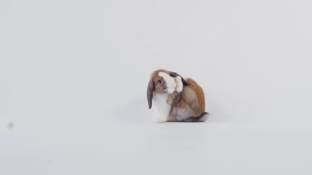 茶色と白のミニチュアのフロップ耳のウサギの洗濯自体が白を背景に撮影 スローモーションで撮影 — ストック動画