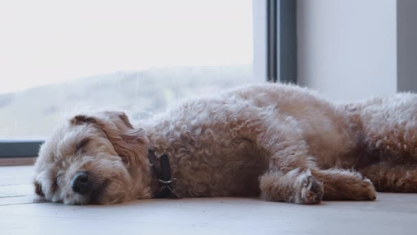 Trött Sällskapsdjur Hund Sover Golv Fönster Inomhus Skjuten Slow Motion — Stockvideo