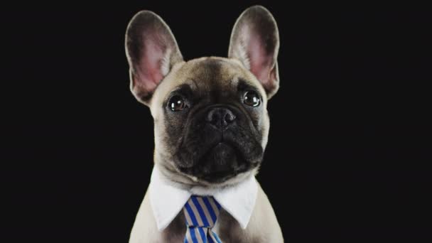閉じるアップスタジオショットのフランス語ブルドッグ子犬ドレスアップで襟とネクタイに黒の背景 ショットでスローモーション — ストック動画