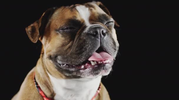 クローズアップスタジオショットのフランス語ブルドッグ子犬に黒の背景 遅い動きで撮影 — ストック動画
