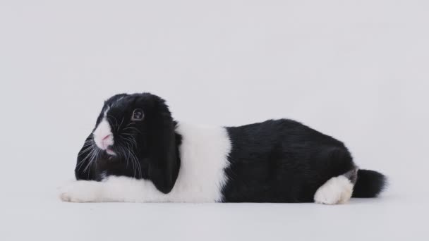 Conejo Orejas Miniatura Blanco Negro Tumbado Sobre Fondo Blanco Disparo — Vídeos de Stock