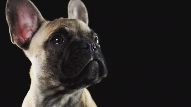 Close Studio Shot Francuskiego Szczeniaka Bulldog Czarnym Tle Strzał Zwolnionym — Wideo stockowe