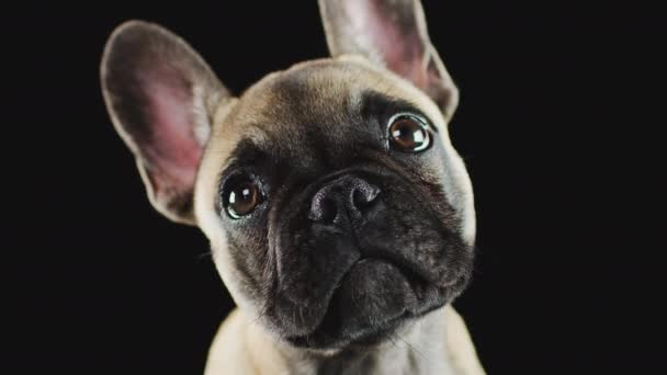 Close Studio Shot Van Franse Bulldog Puppy Tegen Zwarte Achtergrond — Stockvideo