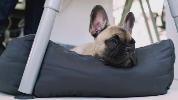 Francese Bulldog Cucciolo Ufficio Sdraiato Sotto Scrivania Girato Rallentatore — Video Stock