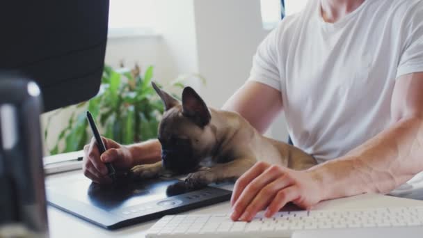 Francés Bulldog Cachorro Oficina Sentado Escritorio Con Propietario Mientras Que — Vídeo de stock