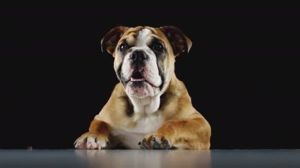 Närbild Studio Skott Bulldog Valp Mot Svart Bakgrund Skjuten Slow — Stockvideo