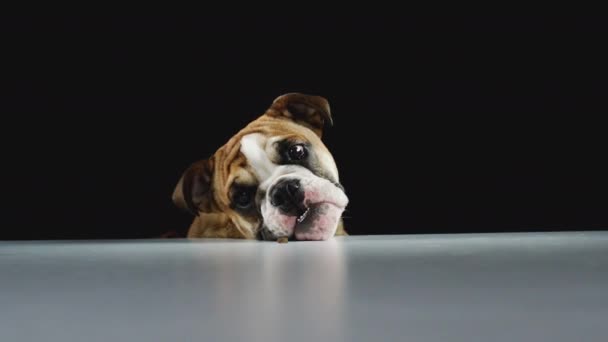 Close Studio Shot Bulldog Puppy Black Background Eating Dog Treat — Stock Video