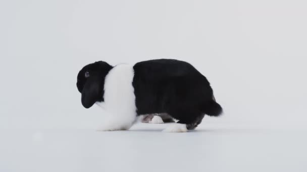 黑白相间 棕白相间的迷你失败兔跳跃着穿过白色的背景 慢动作射击 — 图库视频影像
