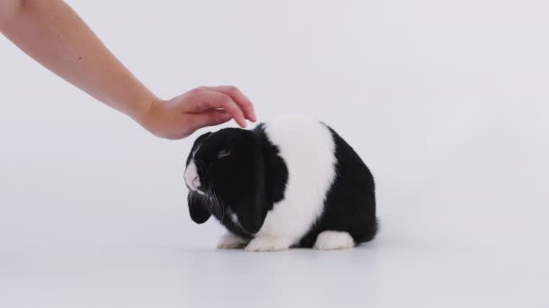Close Menina Acariciando Animal Estimação Coelho Miniatura Preto Branco Flop — Vídeo de Stock
