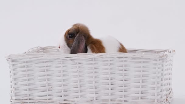 Conejo Orejas Miniatura Marrón Blanco Sentado Cama Cesta Sobre Fondo — Vídeos de Stock