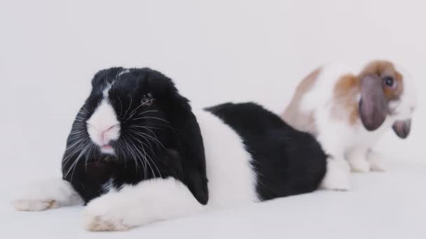 黑白相间 棕色相间 白色相间的迷你落叶兔 坐在白色的背景下躺着 动作缓慢 — 图库视频影像