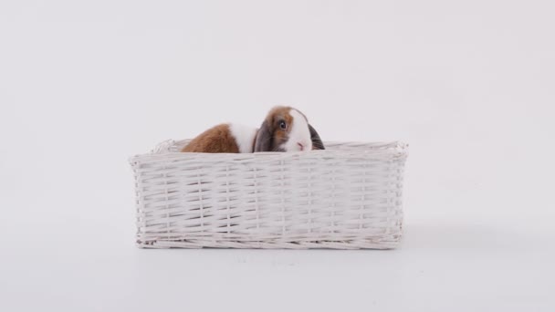 Brown White Miniature Flop Eared Rabbit Sitting Basket Bed White — Stock Video