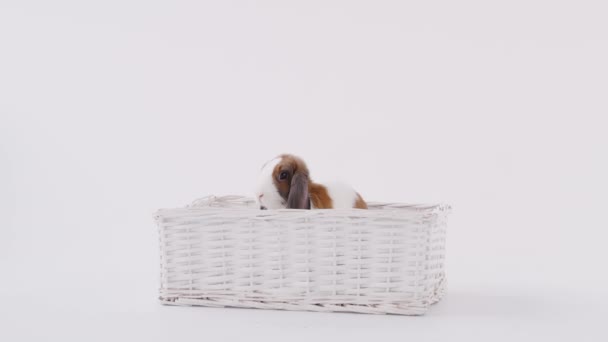 Kahverengi Beyaz Minyatür Kulaklı Tavşan Beyaz Arka Planda Sepette Oturuyor — Stok video