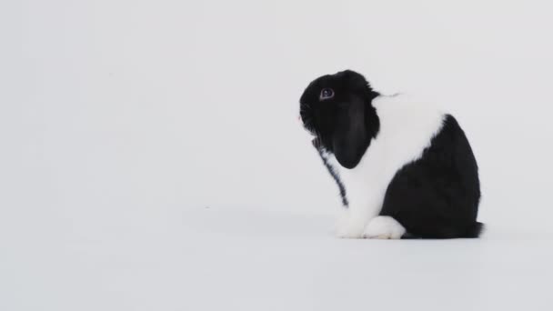 Černobílý Miniaturní Flop Ušní Králík Mytí Sám Střílel Bílém Pozadí — Stock video