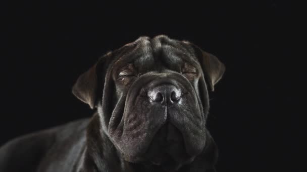 Primer Plano Estudio Cachorro Negro Sharpei Contra Fondo Negro Filmado — Vídeo de stock