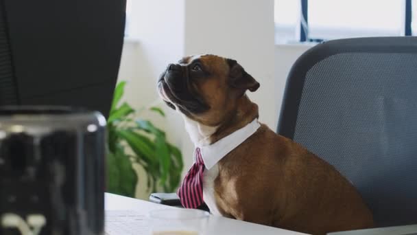 Bulldog Cachorro Vestido Hombre Negocios Cuello Corbata Sentado Escritorio Oficina — Vídeo de stock