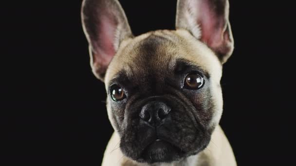 Close Studio Shot Francuskiego Szczeniaka Bulldog Czarnym Tle Strzał Zwolnionym — Wideo stockowe