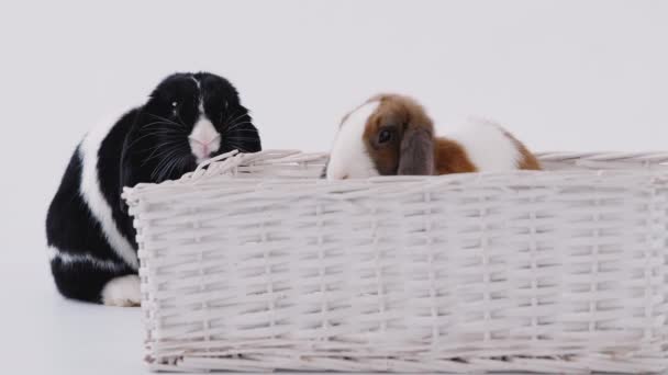 Brown White Black White Miniature Flop Eared Rabbits Sitting Basket — Stock Video