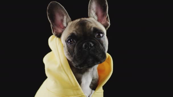 閉じるアップスタジオショットのフランス語ブルドッグ子犬ドレスアップでパーカーに黒の背景 ショットでスローモーション — ストック動画