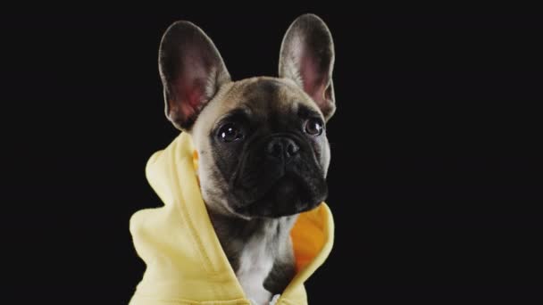 閉じるアップスタジオショットのフランス語ブルドッグ子犬ドレスアップでパーカーに黒の背景 ショットでスローモーション — ストック動画