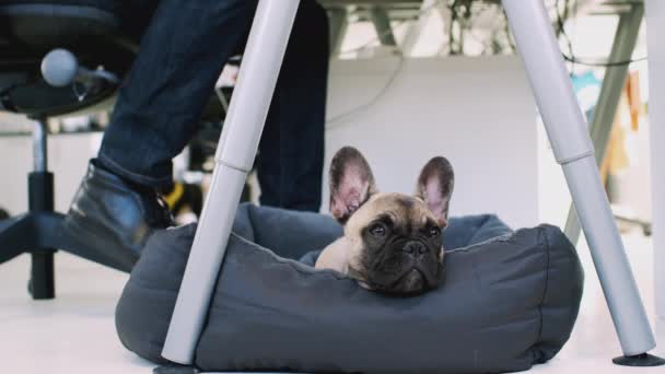 French Bulldog Valp Kontoret Ligger Skrivbord Medan Ägaren Arbetar Skjuten — Stockvideo