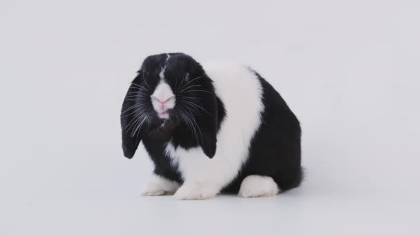 Conejo Orejas Miniatura Blanco Negro Alimentándose Fondo Blanco Disparo Cámara — Vídeos de Stock