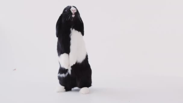 Lapin Miniature Oreilles Flottantes Noir Blanc Debout Sur Les Pattes — Video