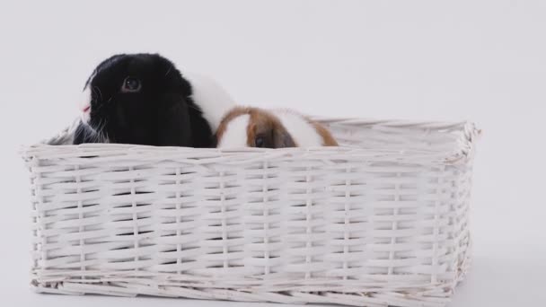 黑色和白色的迷你失败兔 坐在白色背景的篮子床上 动作缓慢 — 图库视频影像